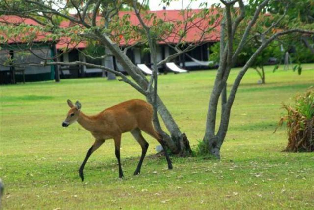 Aguapé Lodge - CheckinFans